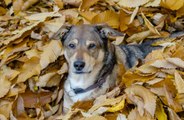 Son chien ne veut plus manger : ils trouvent quelque chose d'incroyable dans son ventre !