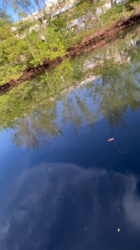 Rescued Duckling Reunited with Family