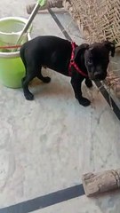 Pitbull 1 month dog | pitbull bread puppy