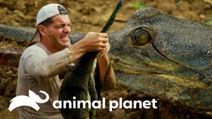 Escalofriante hallazgo de un cocodrilo gavial  |  Wild Frank en India | Animal Planet