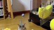 cute squirrel funny video |  #shorts #ytshorts #funny #funnydogs #dogs #cutecats #cutedogs #cats