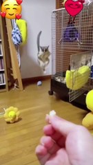 cute squirrel funny video |  #shorts #ytshorts #funny #funnydogs #dogs #cutecats #cutedogs #cats