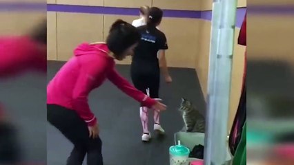 Funniest Cats Sounds - funny compilation of funny cats 2022