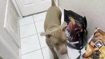 Pitbull Puppy Freaks Out When His Brother Has To Leave!