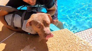 Pitbull Puppy Swims In The Pool For The First Time!
