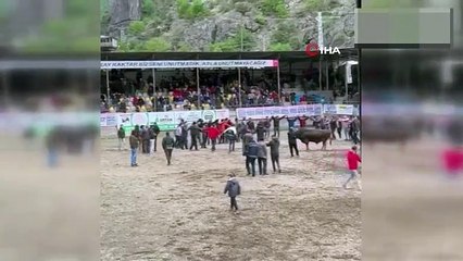 Şampiyon boğa horon halkasını böyle dağıttı