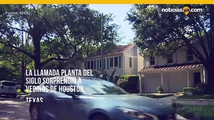 Enorme planta del siglo a punto de florecer en el patio delantero de la casa de Houston.