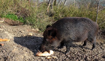 Neighborhoods in Rome Are Banning Picnics to Prevent Run-Ins with Wild Boars