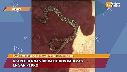 Apareció una víbora de dos cabezas en San Pedro