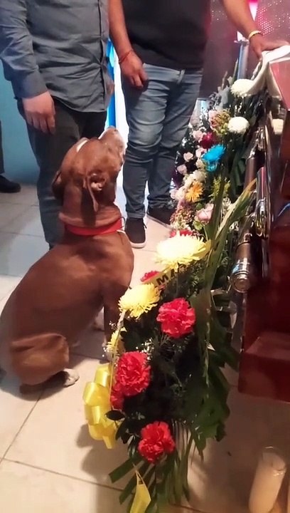 Perrito se despide de su dueña fallecida y llora en su funeral - Vídeo ...