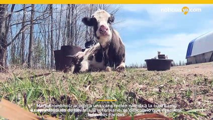 Esta semana, una vaca famosa con 2 narices, llamada Lucy, celebra su 15 cumpleaños.