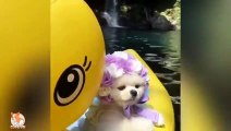 Cute Mini Pomeranian  Funny and Cute Pomeranian Videos Part-1