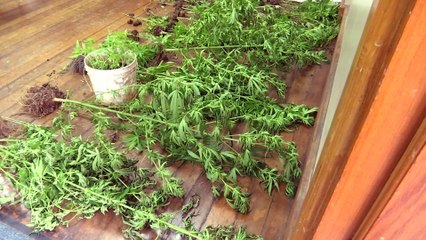 REGULATING T&T'S  CANNABIS INDUSTRY