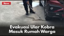 Damkar Kota Pekanbaru Evakuasi Ular Kobra Masuk Rumah Warga !!