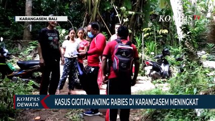 Download Video: Meningkat, Kasus Gigitan Anjing Rabies Di Karangasem