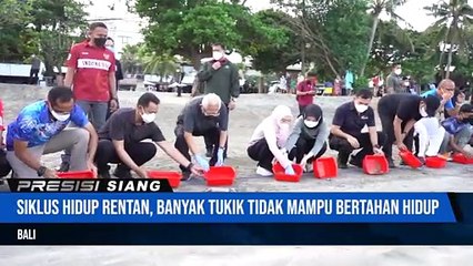 Wakil Presiden Ma’Ruf Amin Melepas Anak Penyu, Jaga Kelangsungan Hidup Penyu