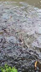Kasih makan ikan milyaran (lele, patin,gurame, mujair,bawal,melem)