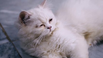 Cut baby cat animals