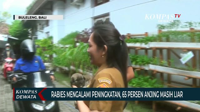 Rabies Di Buleleng Meningkat, 65 % Anjing Masih Liar