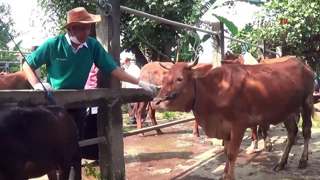 Dinas Peternakan Kota Kediri Sidak Kesehatan Sapi di Pasar Hewan