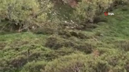 Ormanda karşılaştığı ayıları kaçırmaya bir sözü yetti