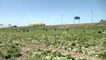 Seyhan Belediyesi Ürettiği Marulları Halka Dağıttı