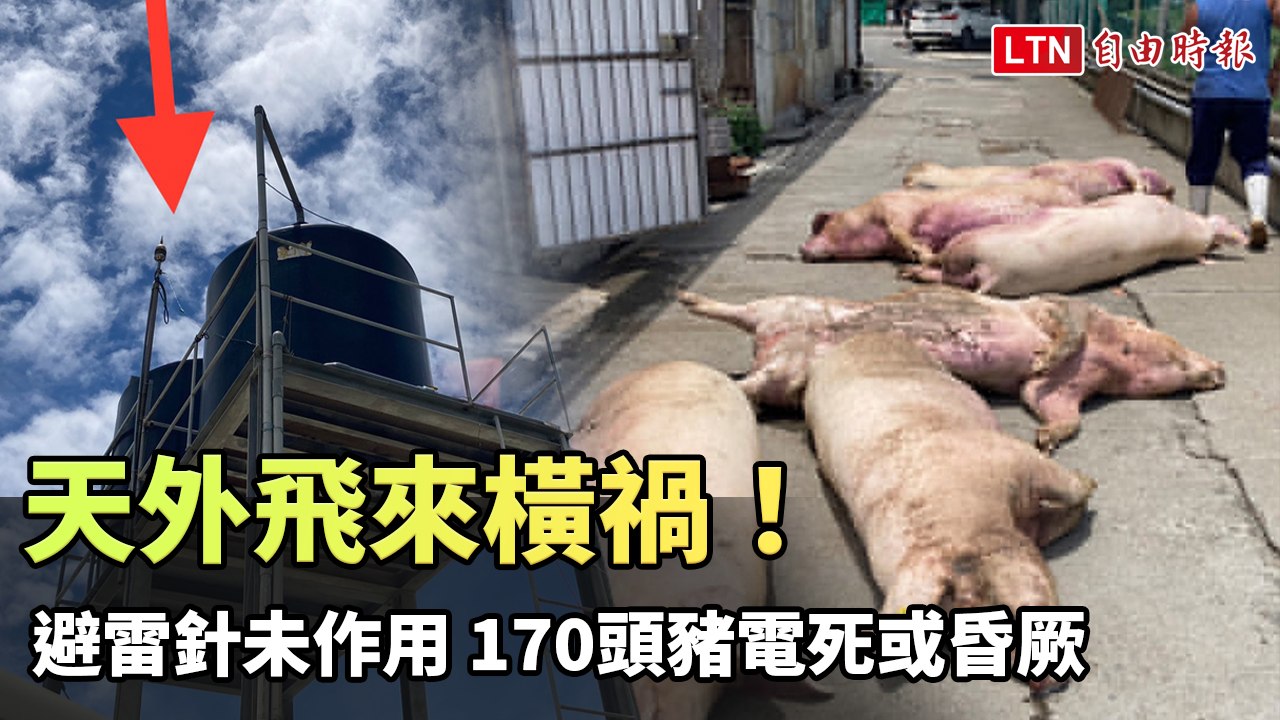 天外飛來橫禍！避雷針未作用 170頭豬電死或昏厥