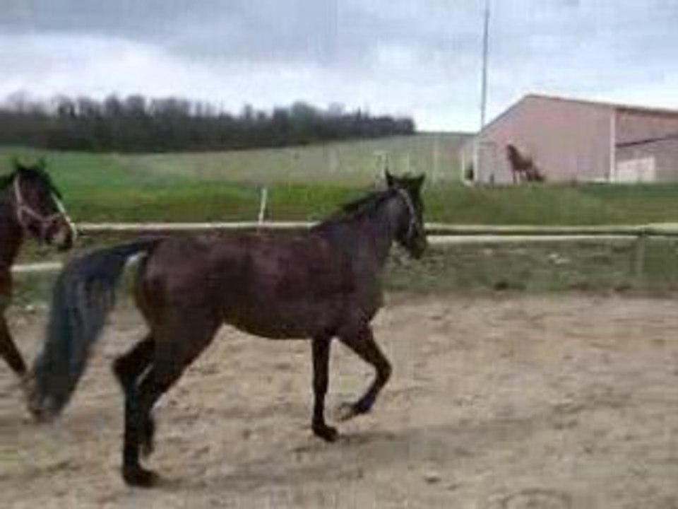 new et ouin en liberté