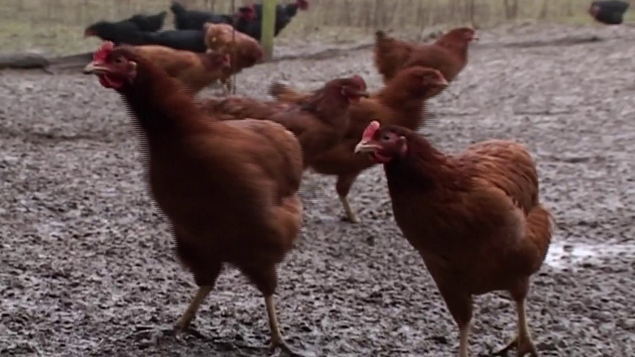 Poulet Bio - Groland - CANAL+