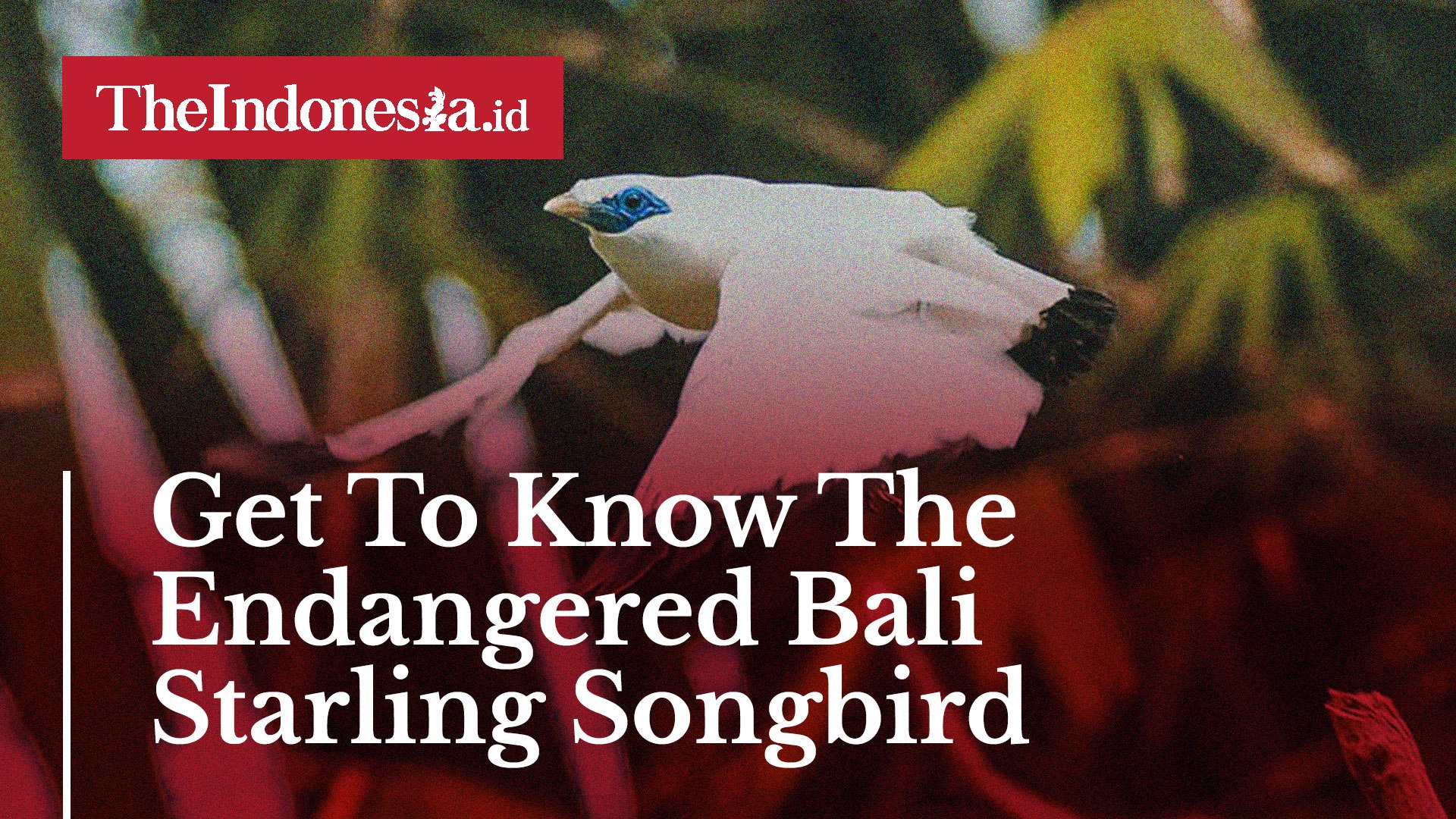 ⁣Get To Know The Endangered Bali Starling Songbird