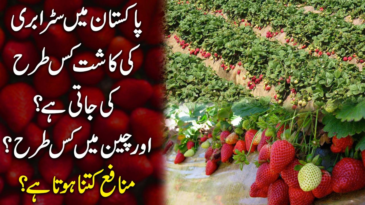 Pakistan mei Strawberry ki kaasht kis trah ki jati hai aur Cheen mei kis trah? Munafa kitna hota hai?