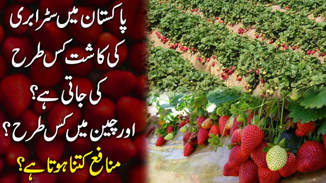 Pakistan mei Strawberry ki kaasht kis trah ki jati hai aur Cheen mei kis trah? Munafa kitna hota hai?