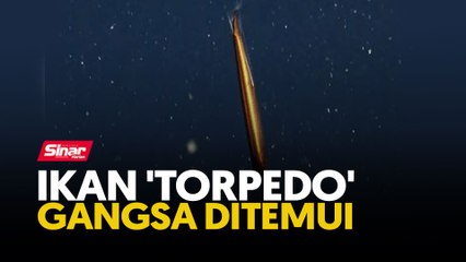 Ikan 'torpedo' gangsa ditemui