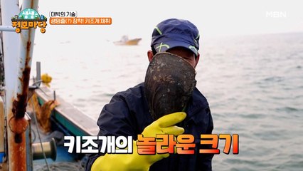 자연산 키조개 채취 현장부터 키조개 나이 보는 꿀팁까지?