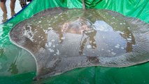 Endangered 400-pound stingray rescued by Mekong River fishermen