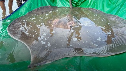 Endangered 400-pound stingray rescued by Mekong River fishermen