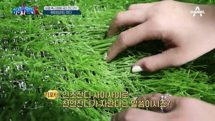 레알마드리드 구장에 국산 잔디가? 유럽 및 아시아 시장에서 호평받고 있는 하이브리드 잔디!