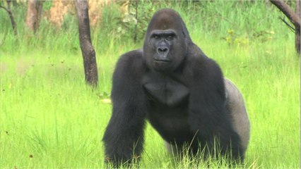 Qu'est-ce qu'une espèce menacée ?