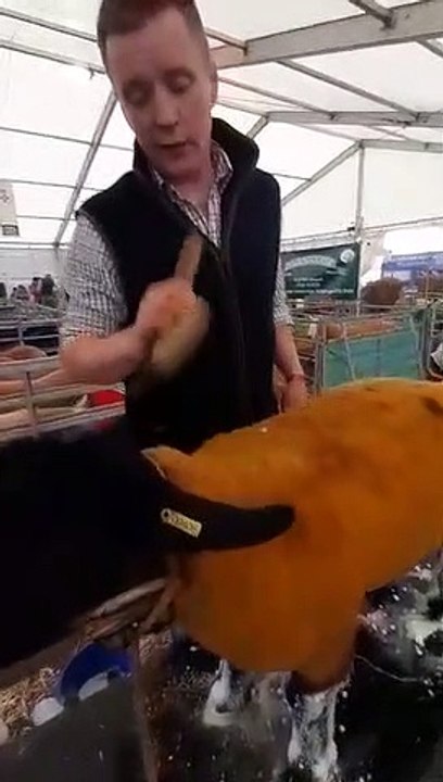 Balmoral Show 2022