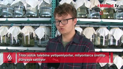 Tıbbi sülük talebine yetişemiyorlar, milyonlarca üretilip dünyaya satılıyor