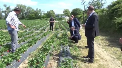 Boyabat'ta çilek hasadı başladı
