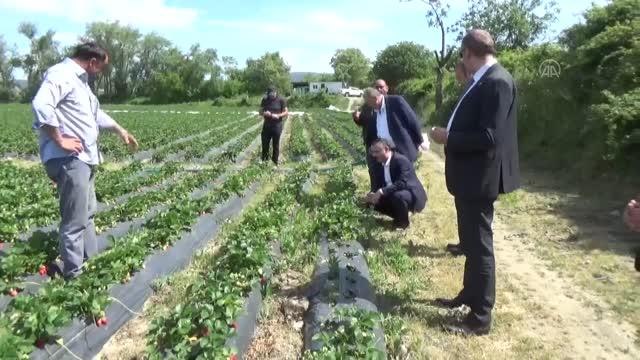 Boyabat'ta çilek hasadı başladı