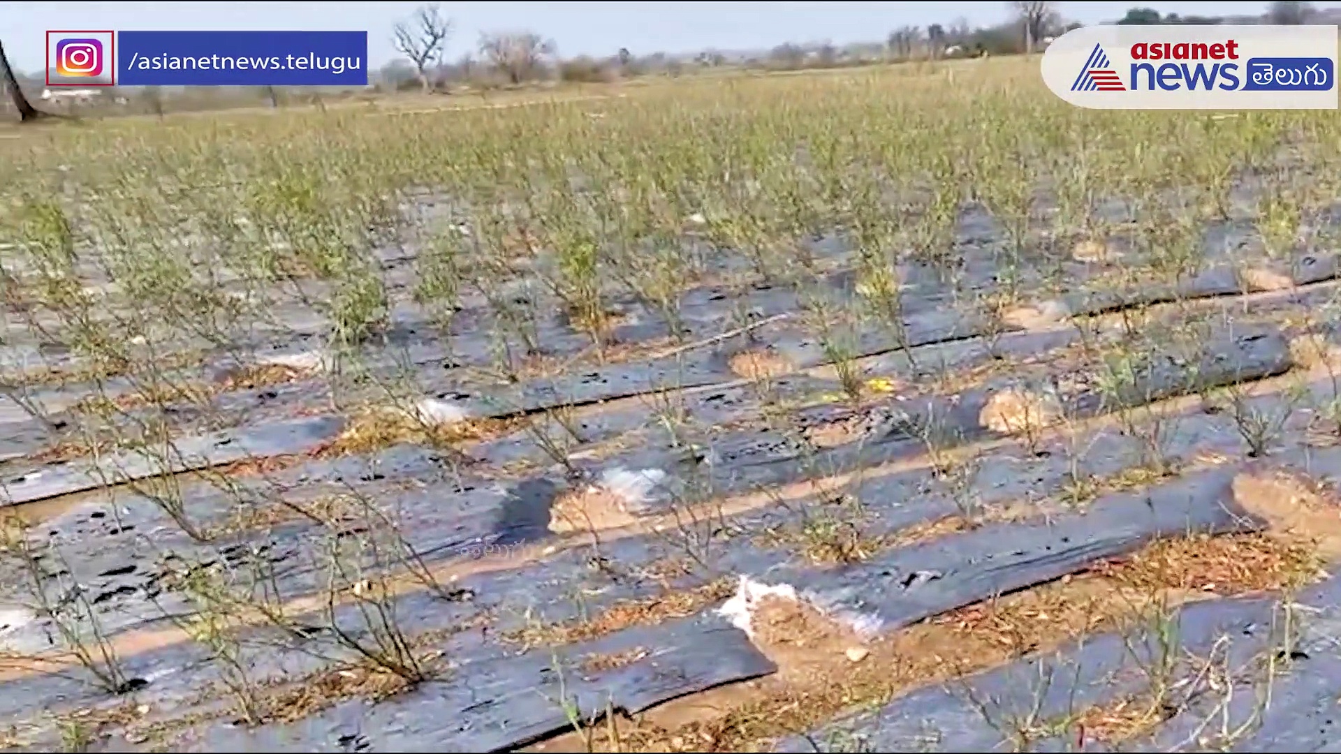 సీఎం కేసీఆర్ వరంగల్ టూర్ రద్దు...కొనసాగుతున్న వ్యవసాయ మంత్రి పర్యటన