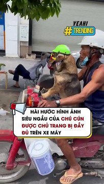 Hài hước hình ảnh siêu ngầu của chú cún được chủ trang bị đầy đủ trên xe máy
