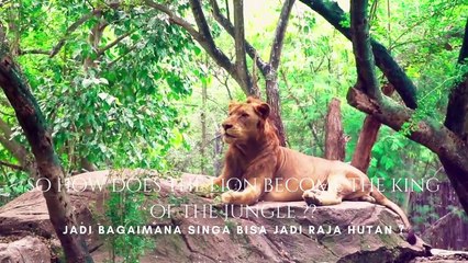 Lion is the king of The jungle