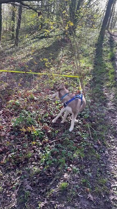 Pup Gets Tangled Around Tree