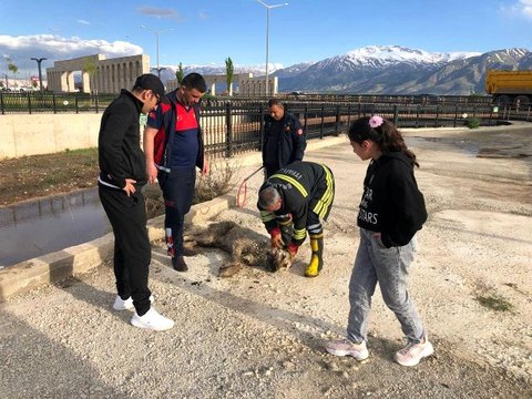 Son dakika haber | Dereye düşüp balçığa saplanan köpeği itfaiye ekipleri kurtardı