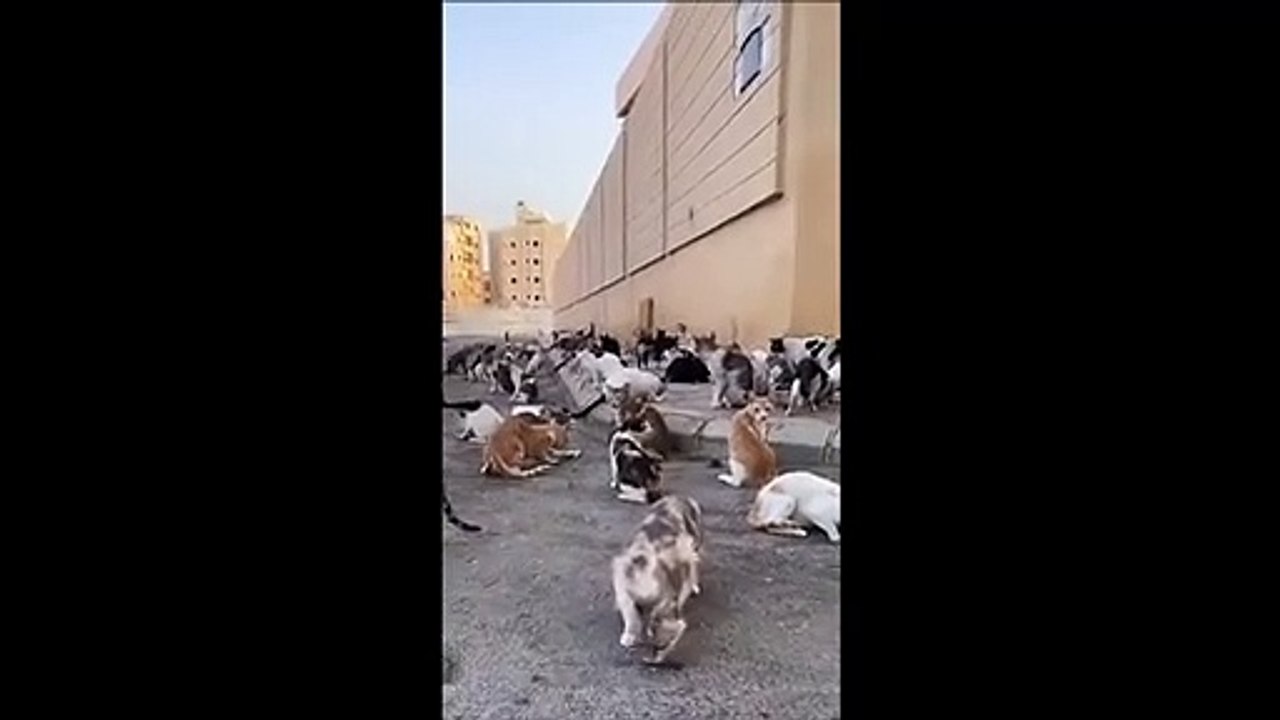 Le territoire des chats