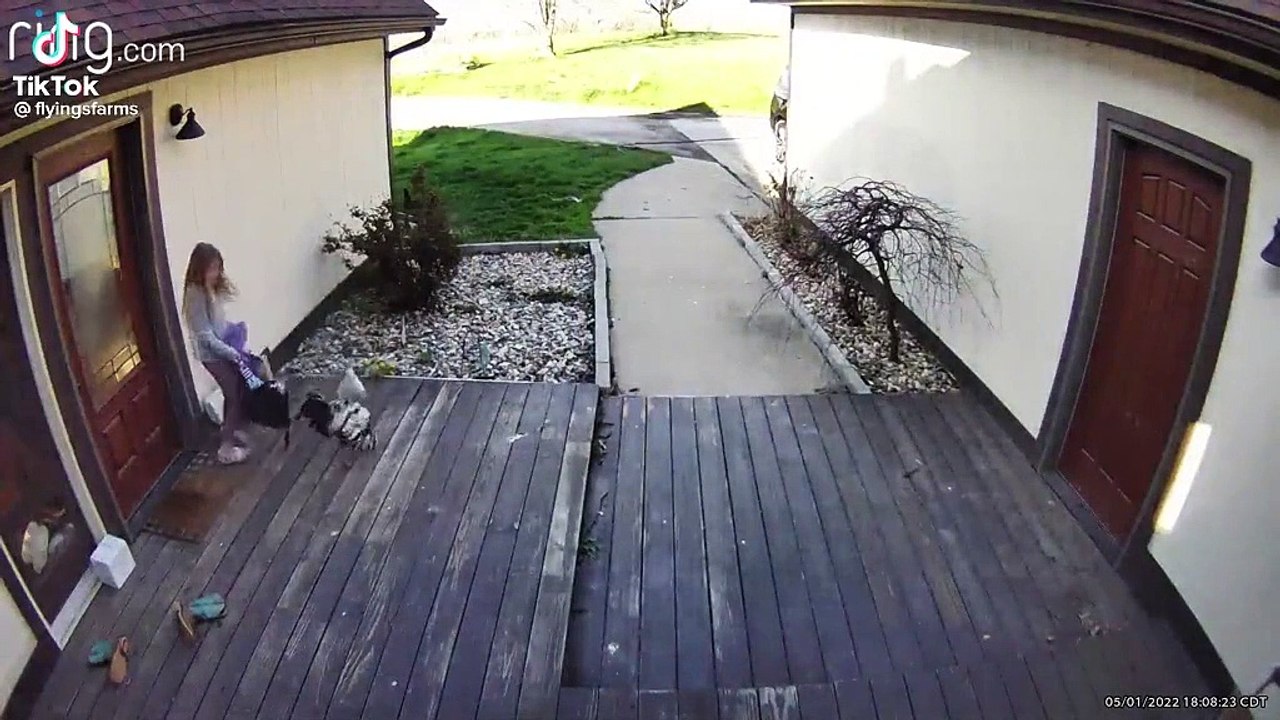 Un coq s'en prend à une fille qui rentre de l'école et se fait bien calmer