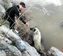 ERZİNCAN'DA DEREYE DÜŞEN KÖPEĞİ BELEDİYE EKİPLERİ KURTARDI